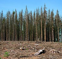 snag, dying of the woods, scenery, biosphere, biotope, flora, natural, panorama, plants, scenic, north rhine-westphalia, forest decline, forest dieback, tree death, environmental destruction, global warming