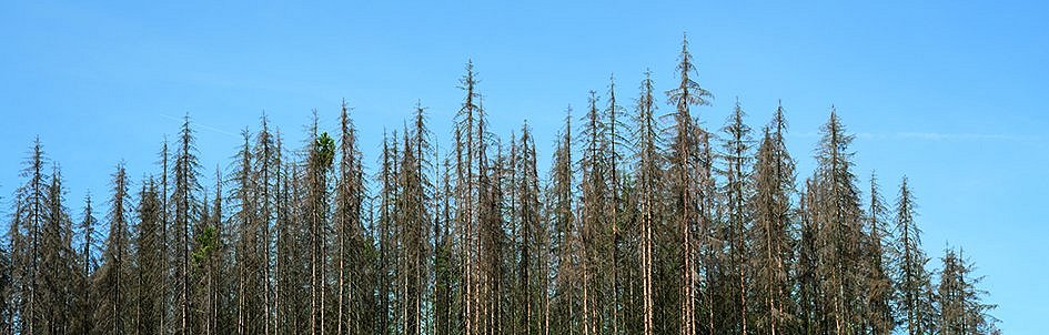 snag, dying of the woods, scenery, biosphere, biotope, flora, natural, panorama, plants, scenic, north rhine-westphalia, forest decline, forest dieback, tree death, environmental destruction, global warming